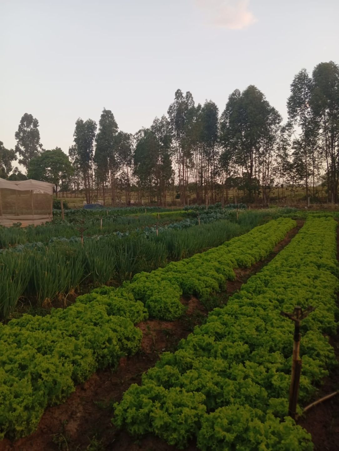 Campo IrrigaBot